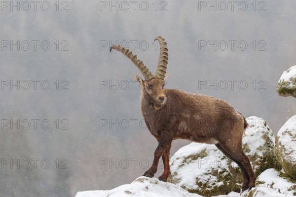 A male ibex (Capra ibex) stands on a rock in the snowstorm. A forest can be seen dimly in the background. Carinthia, Austria