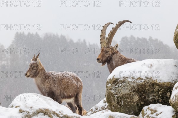 A male and a female ibex (Capra ibex) stand on a rock in the snowstorm. A forest can be seen dimly in the background. Carinthia, Austria