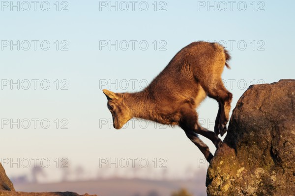 A young female ibex (Capra ibex) jumps from rock to rock. Morning light against a blue sky with clouds. Carinthia, Austria