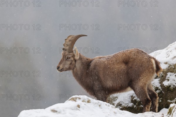 A female ibex (Capra ibex) stands between rocks in the snowstorm. A forest can be seen dimly in the background. Carinthia, Austria