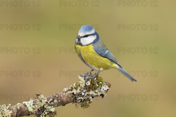 Blue tit (Parus caeruleus), sitting on a branch overgrown with moss and lichen, Wildlife, Animals, Birds, Tits, Siegerland, North Rhine-Westphalia, Germany