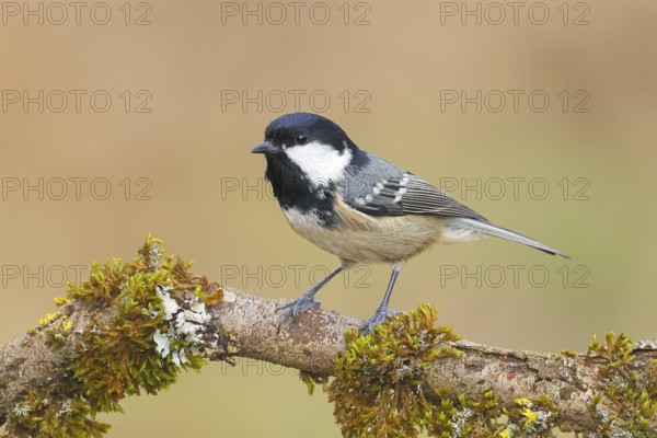 Fir tit (Periparus ater), sitting on a branch overgrown with moss and lichen, Wildlife, Animals, Birds, Tits, Siegerland, North Rhine-Westphalia, Germany