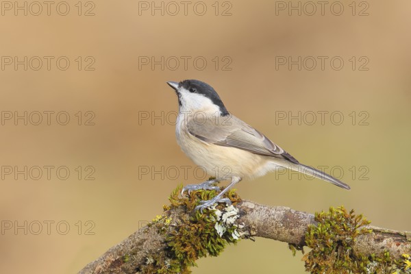 Marsh tit (Parus palustris), sitting on a branch overgrown with moss and lichen, Wildlife, Animals, Birds, Tits, Siegerland, North Rhine-Westphalia, Germany