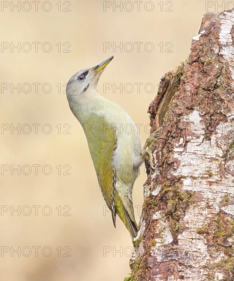 Grey-headed woodpecker (Picus canus), or lesser spotted woodpecker, female on a birch tree, wildlife, woodpeckers, bird, nature photography, light background, snow, Neunkirchen, Siegerland, North Rhine-Westphalia, Germany
