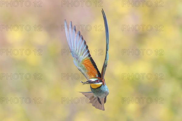 Bee-eater (Merops apiaster) approaching the breeding den.wildlife, mating, migratory bird, raptor, animals, birds, Lake Neusiedl National Park, Seewinkel, Burgenland, Austria