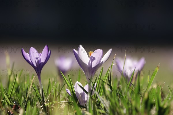 Beautiful crocus flower, early spring, Germany