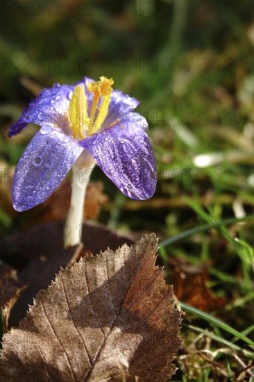 Beautiful crocus flower, early spring, Germany