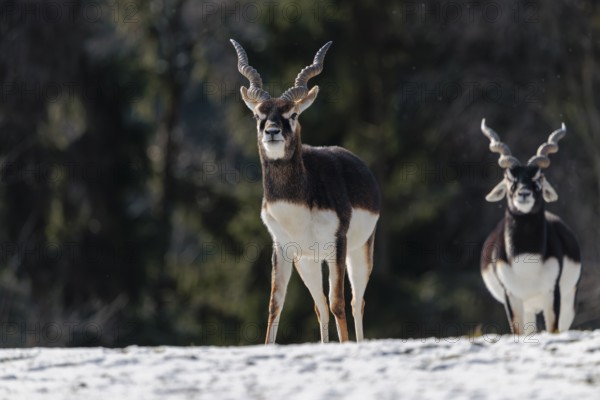 Two male blackbucks (Antilope cervicapra) stand in a snow covered meadow on a sunny morning, backlit by the sun. A forest can be seen in the background. Captive