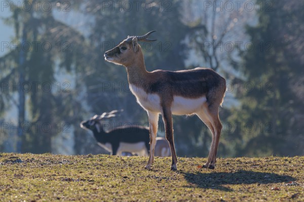 A young male blackbuck (Antilope cervicapra) stands in a green meadow during light snowfall, backlit by the sun. A herd of blackbucks can be seen in the background. Captive