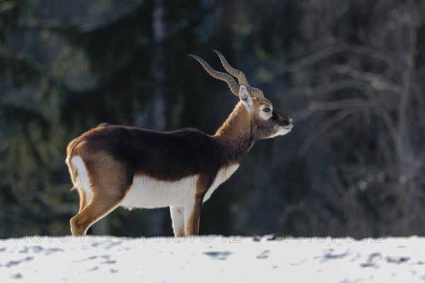 A male blackbuck (Antilope cervicapra) stands in a snow covered meadow on a sunny morning, backlit by the sun. A forest can be seen in the background. Captive