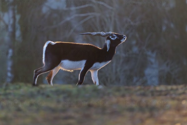 Stands in a green meadow on a sunny morning, backlit by the sun. A forest can be seen in the background. Captive