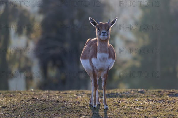 A female blackbuck (Antilope cervicapra) stands in a green meadow on a sunny morning, backlit by the sun. A forest can be seen in the background. Captive
