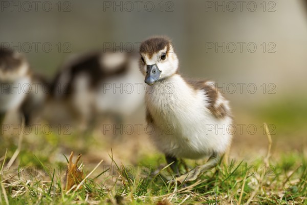 Egyptian goose (Alopochen aegyptiaca) cute chicks on a meadow at the shore of a lake, Bavaria, Germany