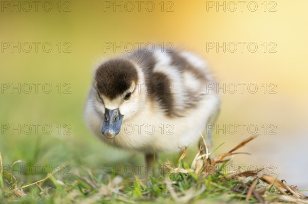Egyptian goose (Alopochen aegyptiaca) cute chick on a meadow at the shore of a lake, Bavaria, Germany
