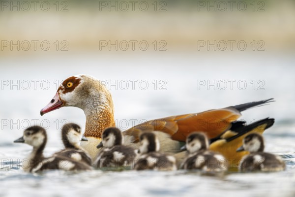 Egyptian goose (Alopochen aegyptiaca) mother with her chicks swimming on a lake, Bavaria, Germany