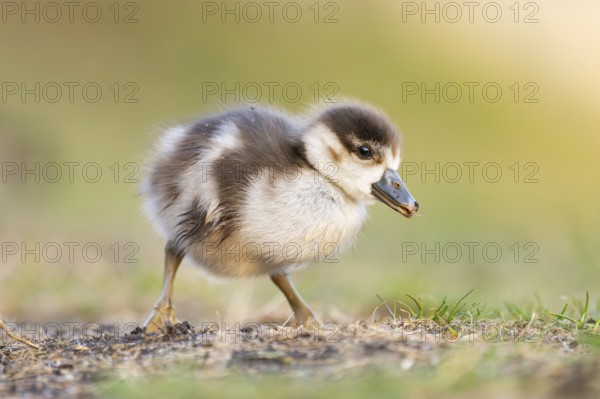 Egyptian goose (Alopochen aegyptiaca) cute chick on a meadow at the shore of a lake, Bavaria, Germany
