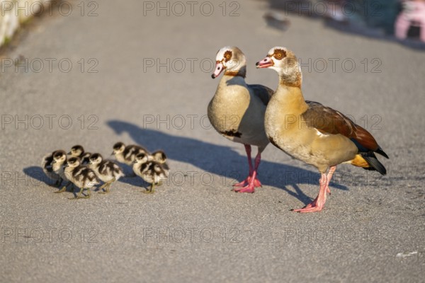 Egyptian goose (Alopochen aegyptiaca) family, mother and father with their chicks at the shore of a lake, Bavaria, Germany