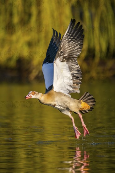 Flying Egyptian goose (Alopochen aegyptiaca) starting from a lake, invasive species, Bavaria, Germany
