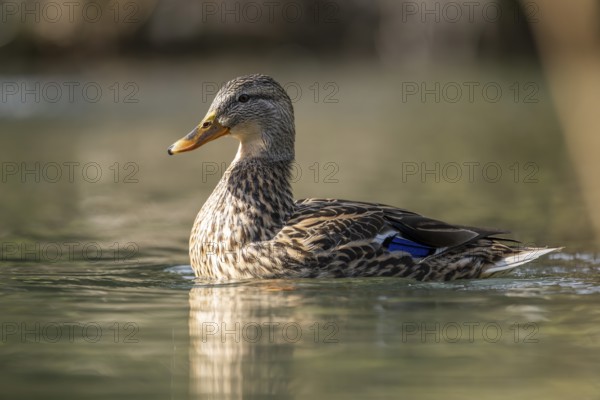 Mallard (Anas platyrhynchos) female on a lake, Bavaria, Germany