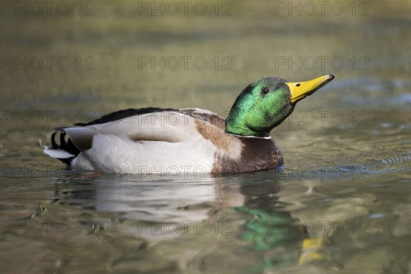 Mallard (Anas platyrhynchos) male on a lake, Bavaria, Germany