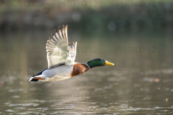Wild duck (Anas platyrhynchos) male flying over a lake, Bavaria, Germany