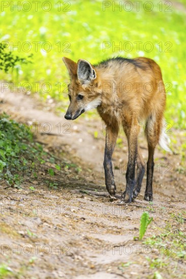Maned wolf (Chrysocyon brachyurus) walking around, Germany