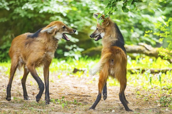 Two maned wolves (Chrysocyon brachyurus) playing with each other, arguing, Germany