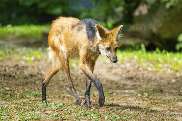 Maned wolf (Chrysocyon brachyurus) walking around, Germany