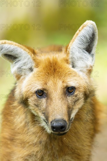 Maned wolf (Chrysocyon brachyurus), portrait, Germany