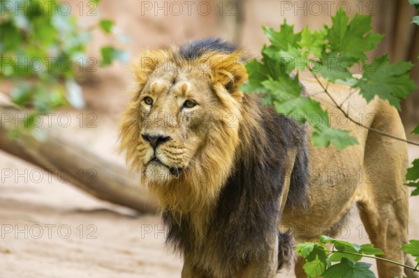 Asiatic lion (Panthera leo persica) male walking around on the ground, captive, Germany