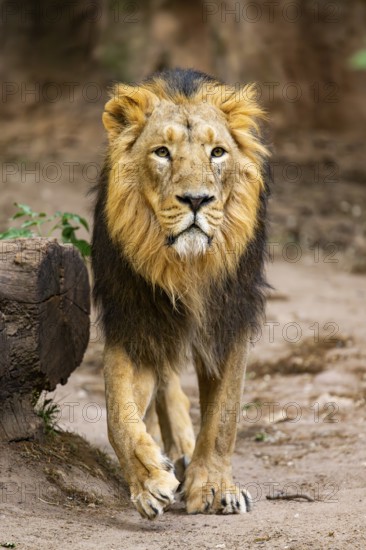 Asiatic lion (Panthera leo persica) male walking around on the ground, captive, Germany