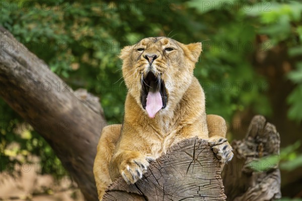 Asiatic lion (Panthera leo persica) female lying on a tree trunk, yawing, portrait, captive, Germany