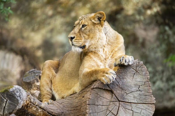 Asiatic lion (Panthera leo persica) female lying on a tree trunk, captive, Germany