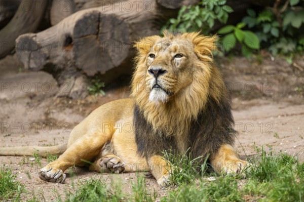 Asiatic lion (Panthera leo persica) male lying on the ground, captive, Germany
