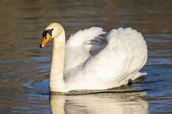 Mute swan (Cygnus olor) swimming on a lake, Bavaria, Germany