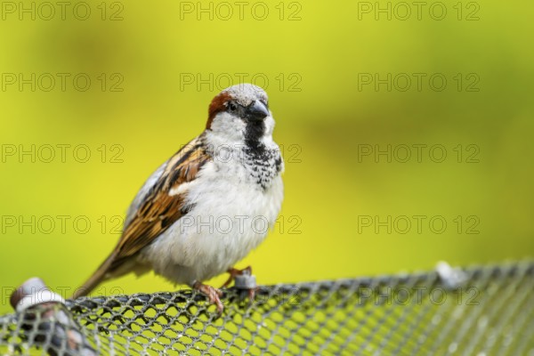 House sparrow (Passer domesticus) sitting on a fence, Bavaria, Germany