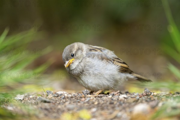 House sparrow (Passer domesticus) youngster sitting on the ground, Bavaria, Germany