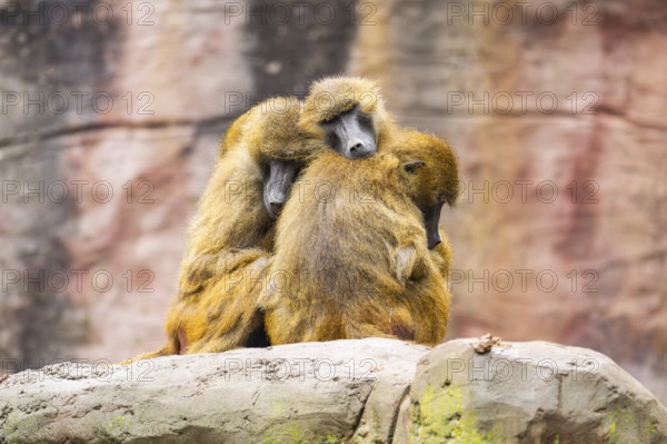 Guinea baboons (Papio papio) sitting in a group and cuddeling each other, captive, Germany