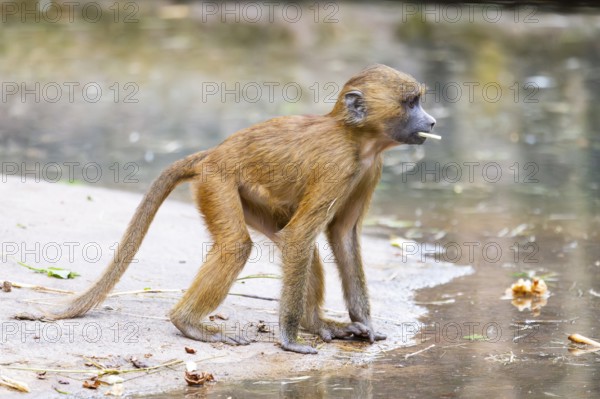 Guinea baboons (Papio papio) youngsters on the ground on the edge of a little lake, monkeys, captive, Germany