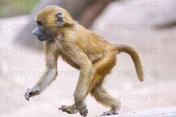 Guinea baboons (Papio papio) youngster, running, monkeys, captive, Germany