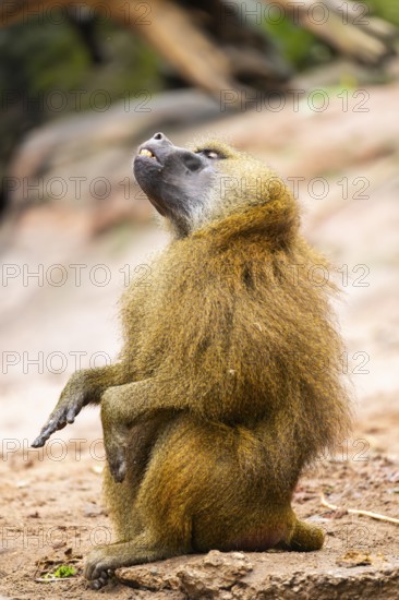 Guinea baboons (Papio papio) sitting on the ground, monkey, captive, Germany