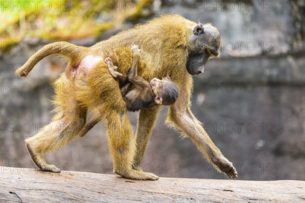 Guinea baboon (Papio papio) mother with her youngster walking, monkey, captive, Germany