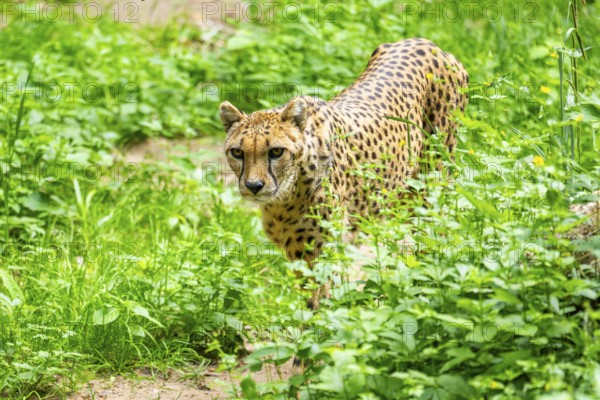 Cheetah (Acinonyx jubatus) walking around on the ground, Germany