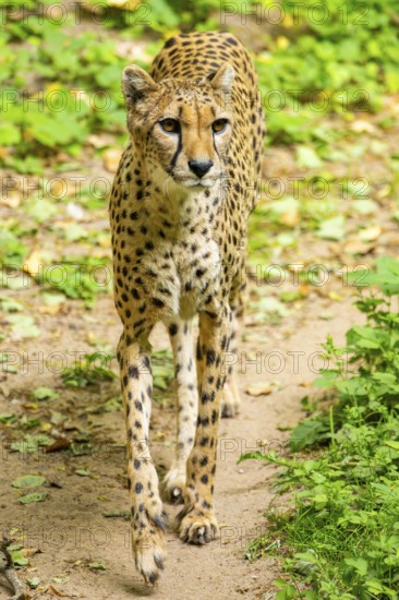 Cheetah (Acinonyx jubatus) walking around on the ground, Germany