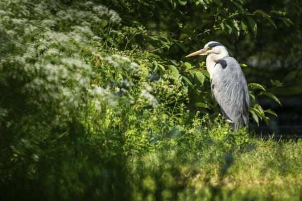 Grey heron (Ardea cinerea) standing on the grass at the shore of a lake, wildlife, Bavaria, Germany