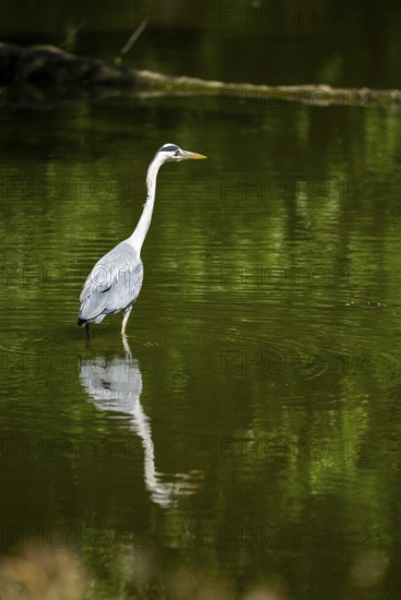 Grey heron (Ardea cinerea) standing in the water at the waters edge, Bavaria, Germany