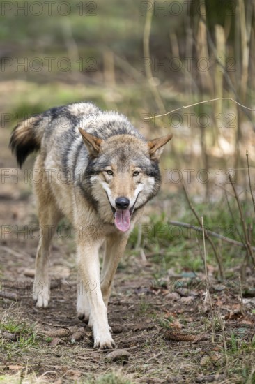 Eurasian wolf (Canis lupus lupus) standing in a forest, Bavaria, Germany
