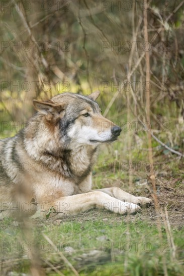 Eurasian wolf (Canis lupus lupus) lying in a forest, Bavaria, Germany