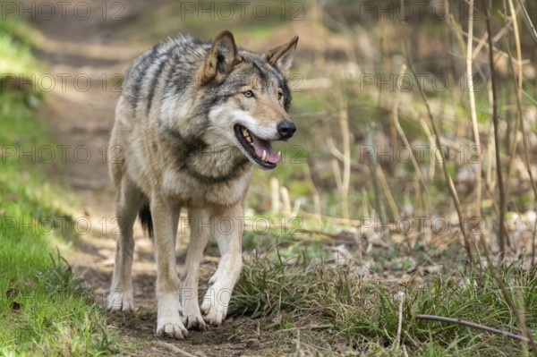 Eurasian wolf (Canis lupus lupus) standing in a forest, Bavaria, Germany