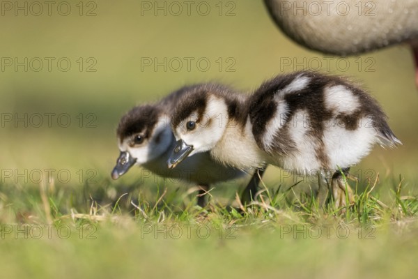 Egyptian goose (Alopochen aegyptiaca) cute chicks on a meadow at the shore of a lake, Bavaria, Germany